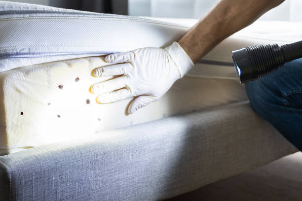 Flea Control Services in Hancock, MI