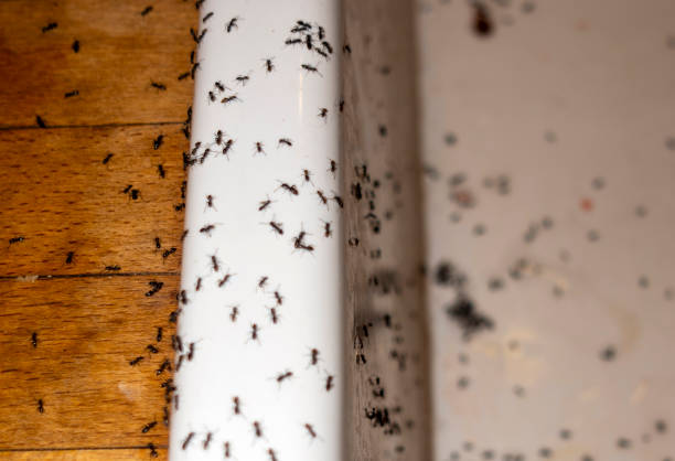 Best Best Pest Control Companies  in Hancock, MI
