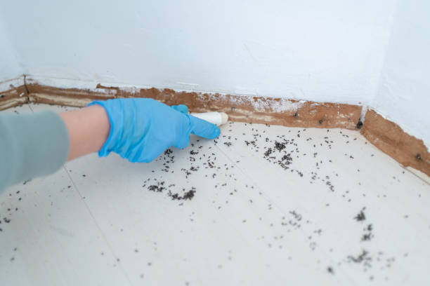 Best Emergency Pest Control  in Hancock, MI